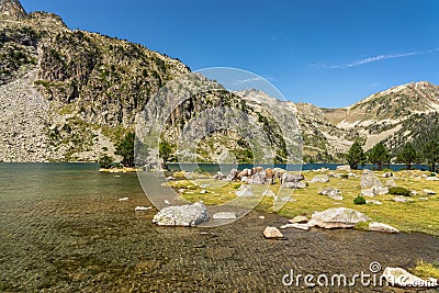 Cows near Aubert lake in Neouvielle nature reserve, Pyrenees national park France Stock Photo