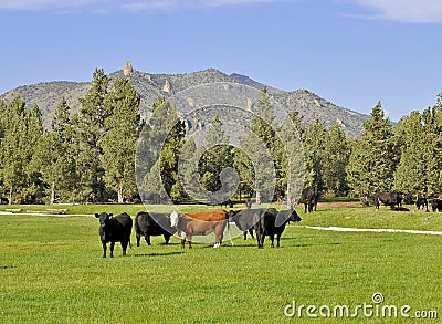 Cows near Bend, Oregon Stock Photo