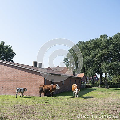 Cows near typical red brick farm between Lingen and Rheine in lower saxony Stock Photo
