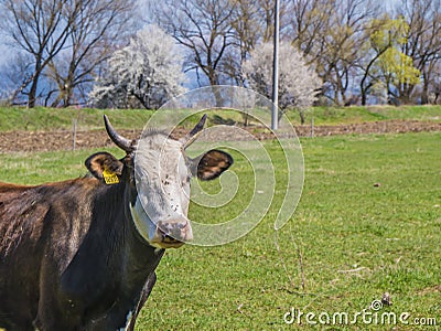 Cows near a village. Stock Photo