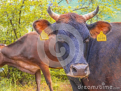 Cows near a village. Editorial Stock Photo