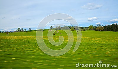 Cows pasture abstract Nature Background Stock Photo