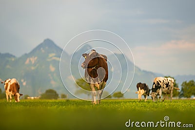 Cows pasture in Alps. Cows on alpine meadow in Switzerland. Cow pasture grass. Cow pasture green alpine meadow. Cow Stock Photo