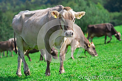 Cows pasture in Alps. Cows on alpine meadow in Switzerland. Cow pasture grass. Cow pasture green alpine meadow. Cow Stock Photo