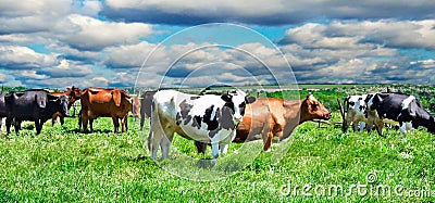 Cows on a pasture Stock Photo