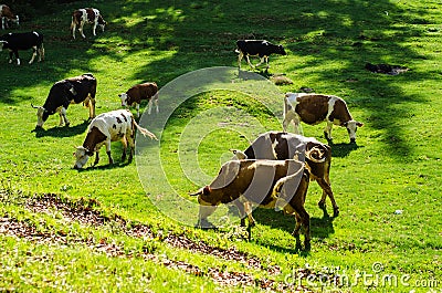 Cows on a pasture Stock Photo