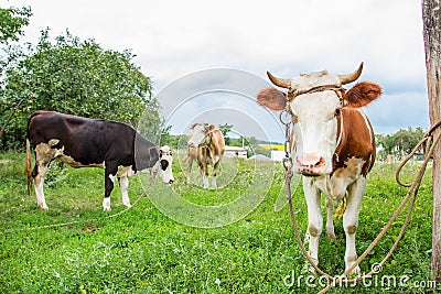 Cows in pasture on farm. A herd of brown and white cows on a pasture. Dairy cow at countryside. Stock Photo