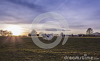 Cows Pasture Farmland at sunset Germany Landscape Nature Stock Photo