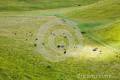 Cows pasture in green valey Stock Photo