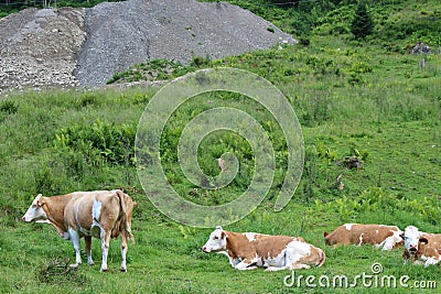 Cows on pasture Stock Photo