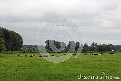 Cows in the Pature Stock Photo
