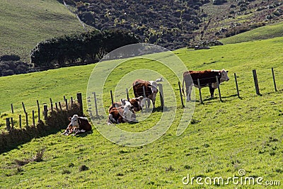 Cows peacefully grazing at green grass, Shakespear Regional Park, New Zealand Stock Photo