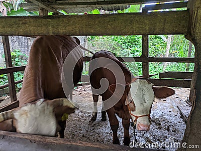 Cows in the pen seen from the front. cows are prepared for sacrifice on Eid al-Adha or Eid al-Qurban Stock Photo