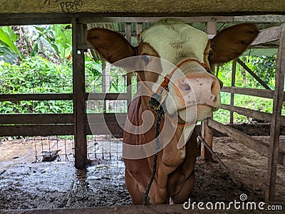 Cows in the pen seen from the front. cows are prepared for sacrifice on Eid al-Adha or Eid al-Qurban Stock Photo