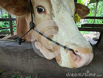 Cows in the pen seen from the front. cows are prepared for sacrifice on Eid al-Adha or Eid al-Qurban Stock Photo