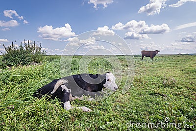 Cows in Poland Stock Photo