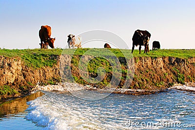 Cows on riverbank Stock Photo