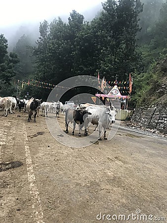 Cows on road in hills too silane Stock Photo