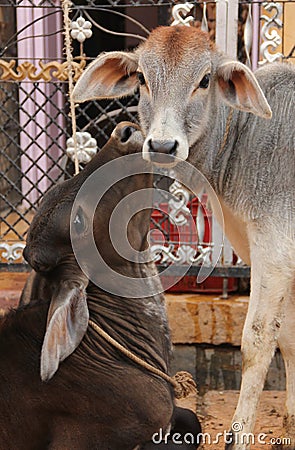 Cows roam the streets of India Stock Photo