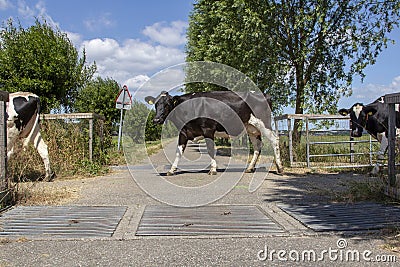 Cows in a row passing cattle grids. Stock Photo