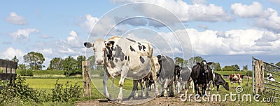 Cows in a row on a path, herd of black and white, with clouds in the sky as background, passing a gate in front Stock Photo