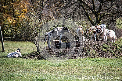 Cows seek shade under tree Stock Photo