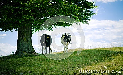 Cows in shade Stock Photo