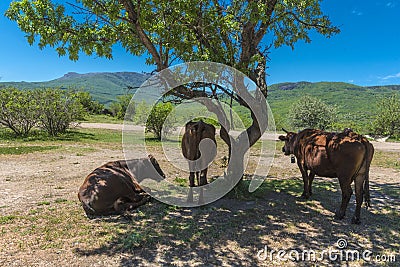 Cows in the shade of a tree Stock Photo