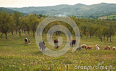 Cows, sheeps and goats grazing Stock Photo