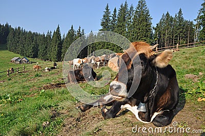 Cows in a shelter. Stock Photo