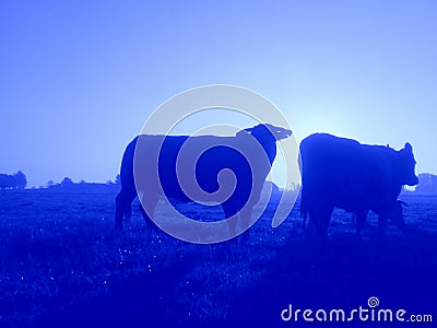 Cows silhouette and sunrise light autumn Stock Photo