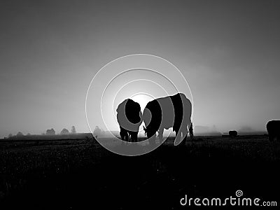 Cows silhouette and sunrise light summer Stock Photo