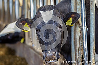 Cows Stock Photo