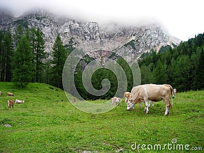 Cows in Slovenia Stock Photo