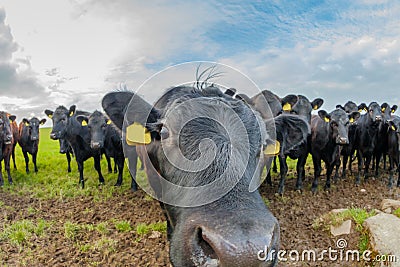 Cows sniffing each other Stock Photo