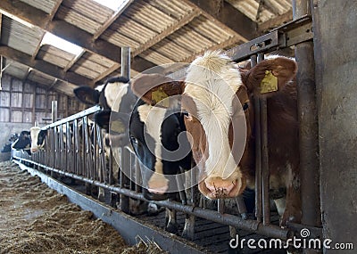 Cows in Stable Stock Photo