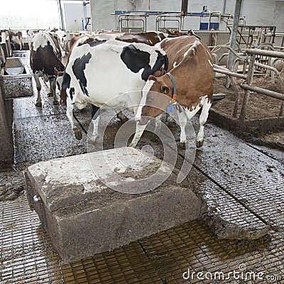 Cows in stable avoid robot sweeper that cleans manure away Stock Photo