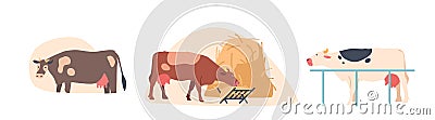 Cows Stand In The Paddock, Munching On Hay As They Enjoy The Fresh Air And Open Spaces Of The Livestock Farm Vector Illustration