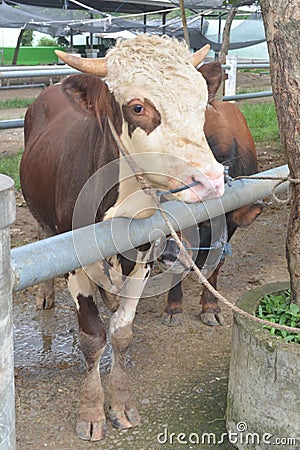 Cows standing on the ground. Traditional cow in asia Stock Photo