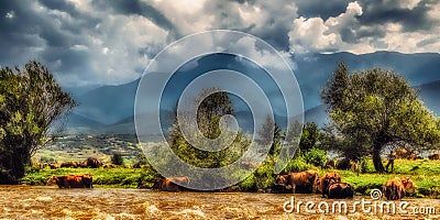 Cows standing in water, cooling off on a warm summerday Stock Photo