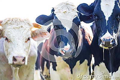 Cows staring with slobber and flies Stock Photo