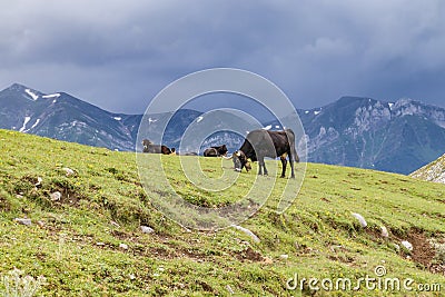 Cows in stormy and cloudy mountains Stock Photo