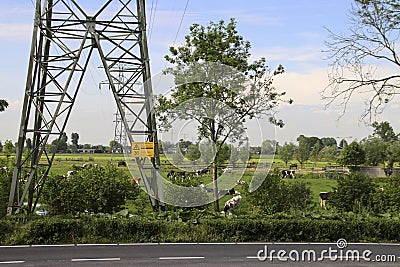 Cows under power lines on the meadows of the Krimpenerwaard where farmers are bought out through nitrogen measures Editorial Stock Photo