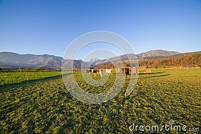 Cows under slovenian alps Stock Photo