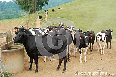 Cows at the Water Trough Stock Photo
