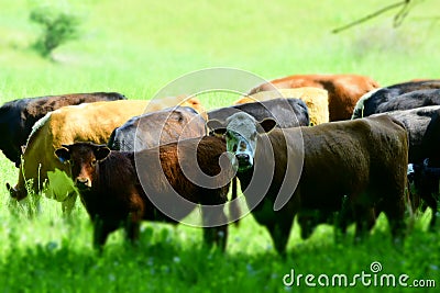 Cows- who, us? Stock Photo