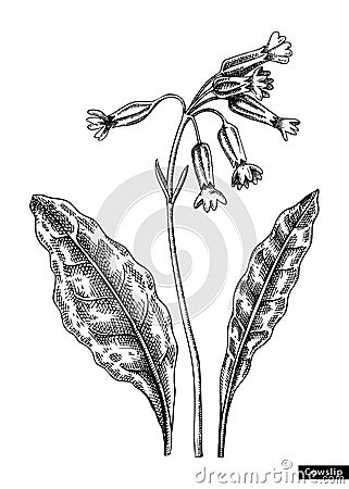 Cowslip flower sketch in engraved style. Floral branch with buds and leaves. Black contoured primrose drawing. Botanical vector Vector Illustration