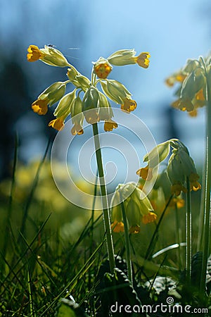 Cowslip Flowers and Spider in Spring Stock Photo