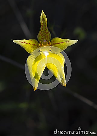 Cowslip Orchid wildflower during wildflower season Stock Photo