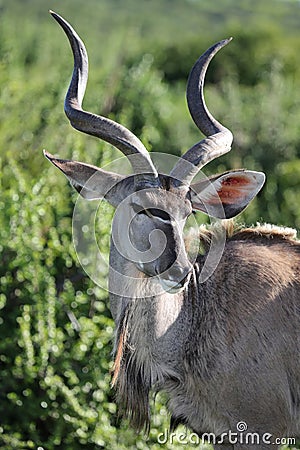 Coy Kudu Stock Photo